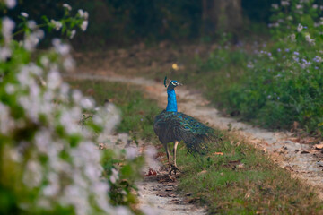 Indian peafowl