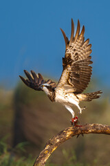 Osprey