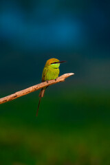 Asian green bee-eater