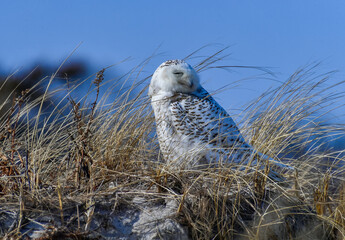 The Snowy Owl (Bubo scandiacus), a rare migratory bird sits among the grass on a sand dune near the...