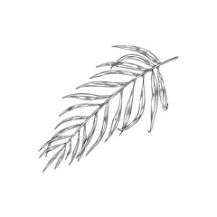 Obraz premium Acai palm branch with leaves, hand drawn sketch vector illustration isolated.
