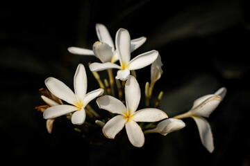 White frangipani flower on a black background 