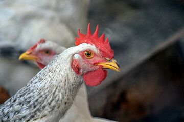 Closeup of chickens at the farm