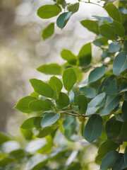 Sunlit green foliage on a tree branch in a lush summer garden