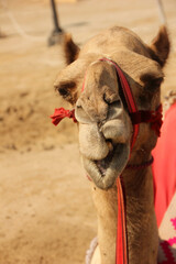 Camel ready to ride - obrazy, fototapety, plakaty