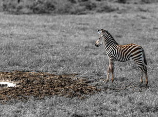 Zebras in Rwanda National Park