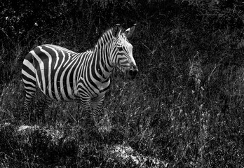 Fototapeta na wymiar Zebras in Rwanda National Park