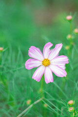 ピンクの縁取りのコスモス