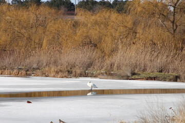 A bird standing in the snow