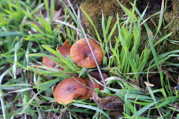 A mushroom growing in the grass