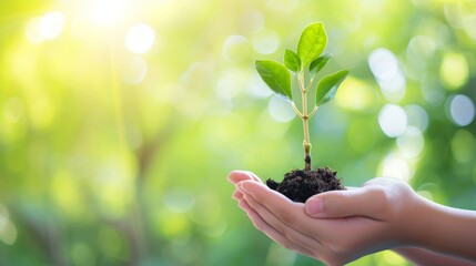 New Plant Life in Nurturing Hands