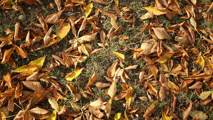 Many orange leaves laid on grass during autumn fall season at park