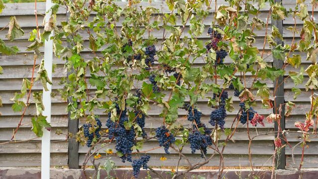Vineyard with withered leaves after frost. Blue grapes after a night of sub-zero weather in autumn. Growing grapes suffered from cold snap