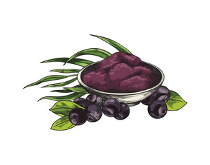 Acai berries and bowl of dried powder, hand drawn vector illustration isolated.