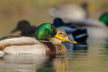 mallard ducks swimming in a pond in the morning light