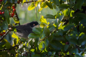 Sardinian Warbler perched on a tree branch in the morning light