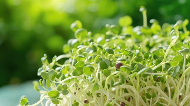 Fresh green broccoli sprouts for vegetarian healthy eating natural concept. AI generated image