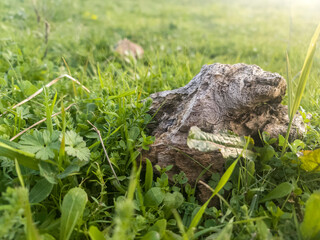 a rock or wooden sitting in the middle of a lush green field