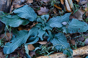 Nature and a walk in the forest