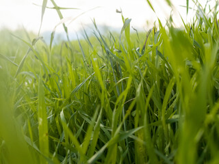 a close up of some green grass with a blurry background. Green grass background texture. fresh spring green grass.