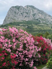 Nerium oleander Common oleander at foot of mountains in Croatia