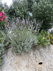 Lavandula angustifolia Angustifolia lavender long purple flowers