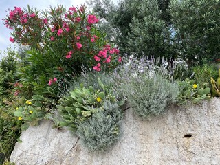 Nerium oleander Common oleander at foot of mountains in Croatia