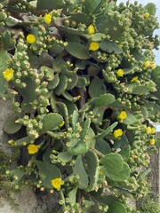 Opuntia ficus indica cactus prickly pear blooms yellow in Croatia