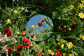 Mirror amidst poppy flowers in field