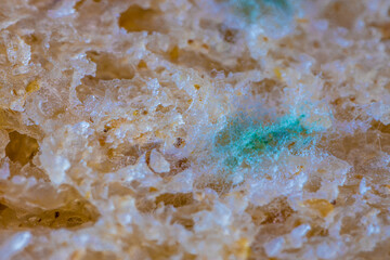 Bread mold. Beautiful mold. Mold spores, macro. Mold is light, yellow, transparent.