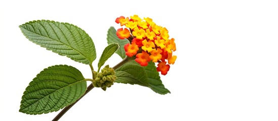 Blooming Lantana camara, yellow- orange flowers, common lantana, wild-sage, tickberry , West Indian lantana, verbena family (Verbenaceae)