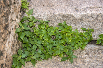 Vetriola, Parietaria officinalis
