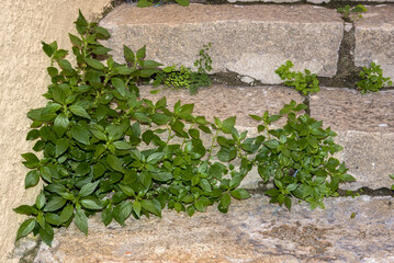 Vetriola, Parietaria officinalis
