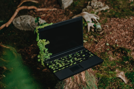 Laptop covered in moss on tree stump