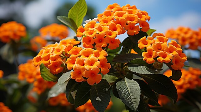 Lantana camara (common lantana) is a species of flowering plant within the verbena family