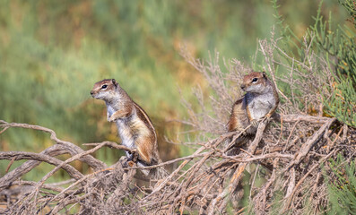 Two alert barbary ground squirrels, Atlantoxerus getulus moorish squirrel, posing together on a dry twig in a bushy area, this invasive species was introduced into the island of Fuerteventura Canaries