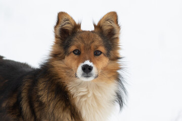 A winter morning mongrel photographed against a backdrop of snow