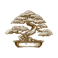 japanese bonsai illustration with old engraving style