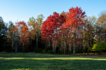 Pretty red tree leaves with  fall colors on trees Blackwater Park