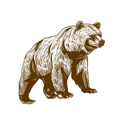 illustration of a grizzly bear with old engraving style