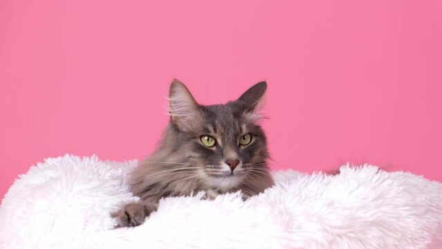 Portrait of a cute gray cat in his white lounger on a pink background. Cozy and cat house concept