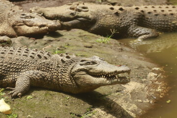 Three saltwater crocodile in the zoo