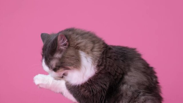 A gray fluffy cat washes her face with her paw. Cute cat washing himself sitting on a pink background.