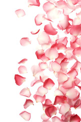 Pink rose or cherry petals scattered on top of the white background, above view
