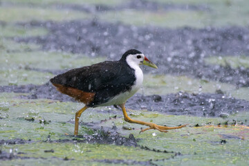 White-breasted waterhen (Amaurornis phoenicurus) in the marsh in asia