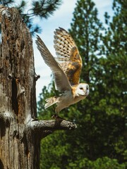 owl on branch