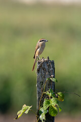 Brown shrike (Lanius cristatus) on a tree post in Asia
