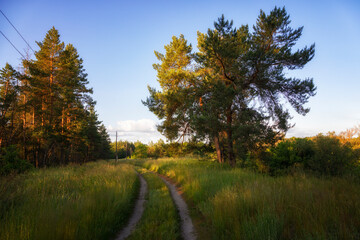 Summer forest landscape with a road