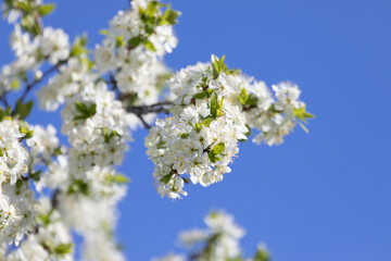 A branch of the cherry blossoms against the blue sky