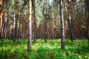 Summer forest landscape with trees and flowers